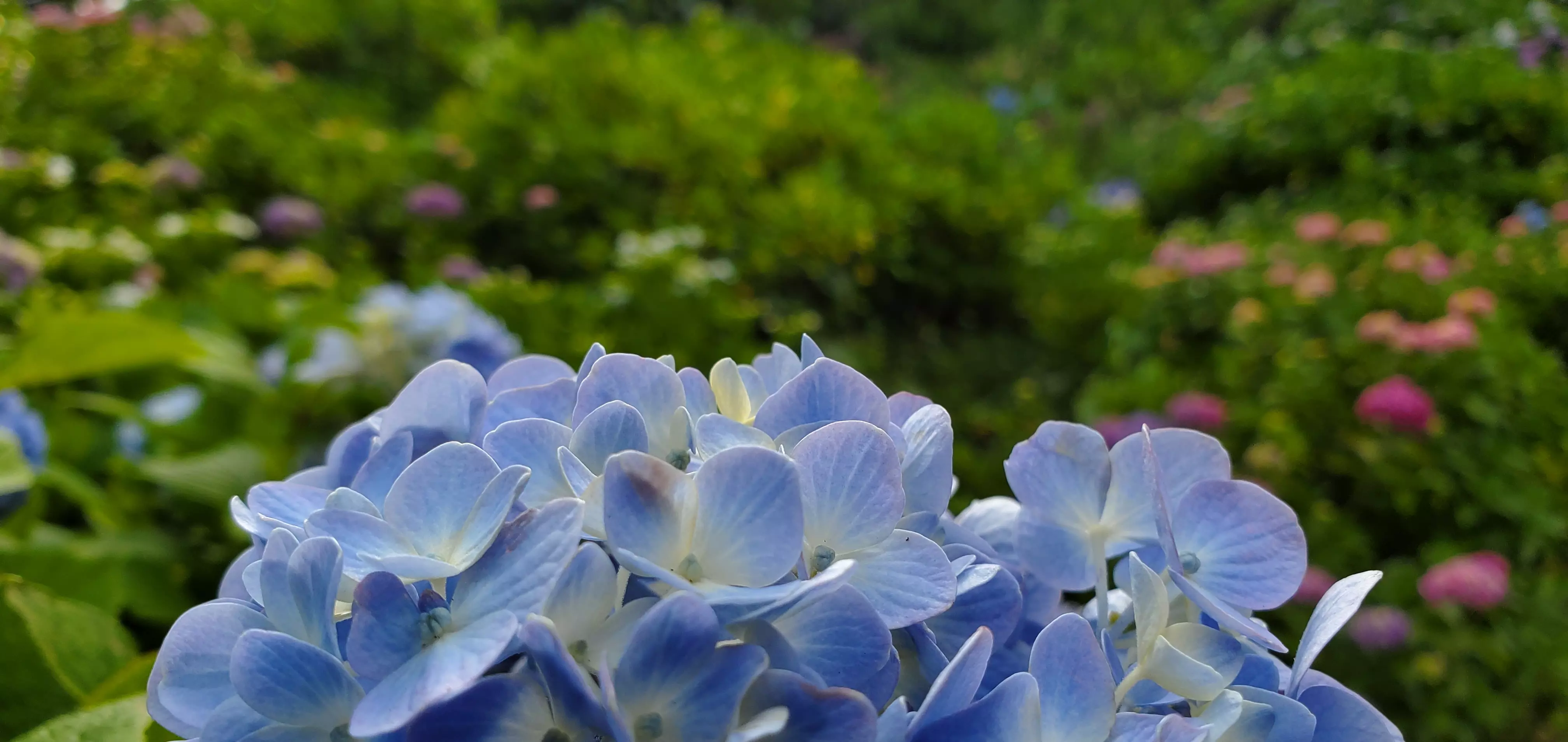 下田公園のあじさい１