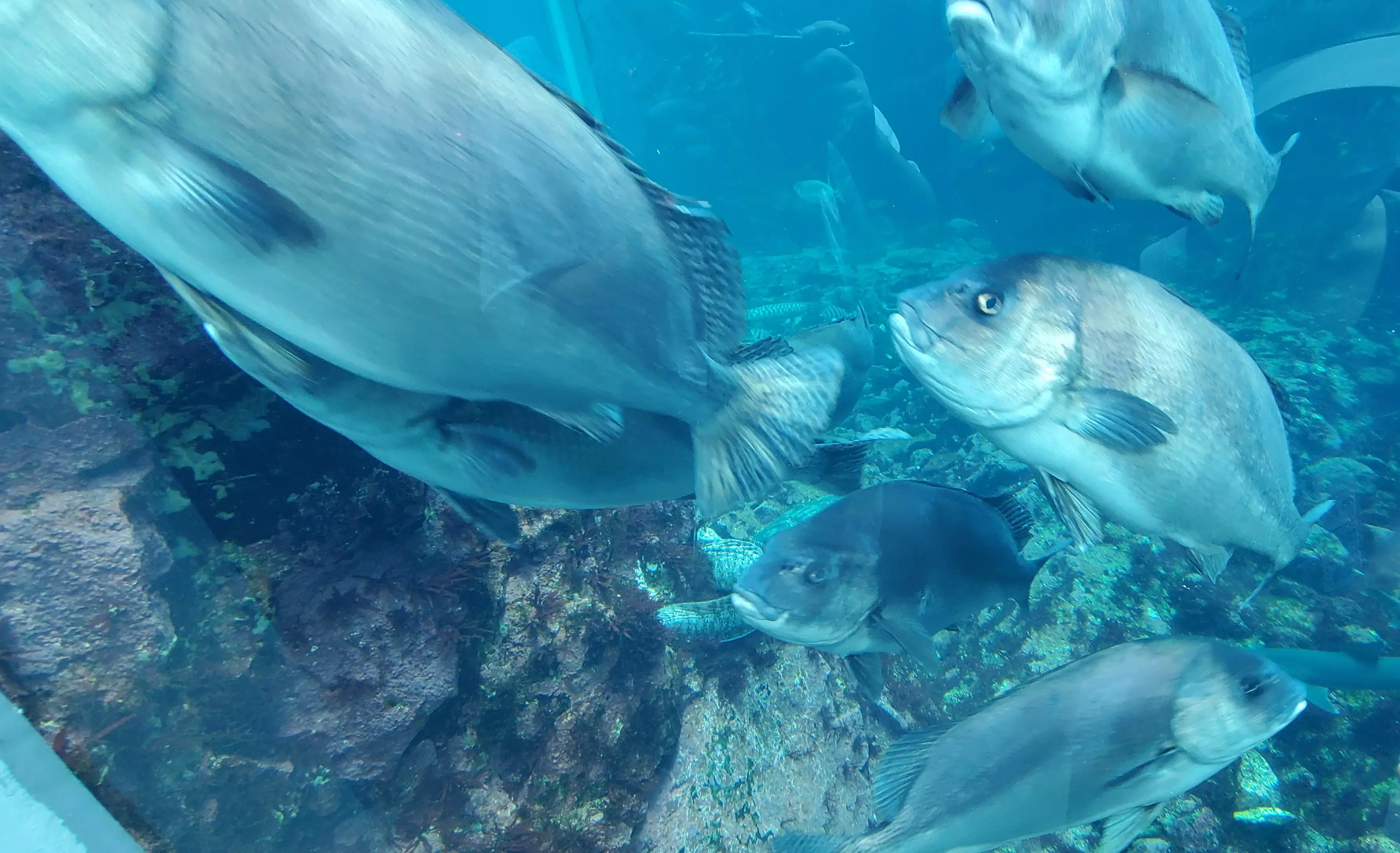 めっちゃ写真を撮られに来てくれる魚